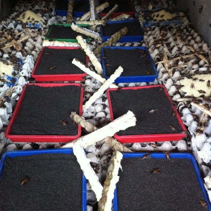 8+ Cara Ternak Jangkrik Mudah, Murah dan Efektif - Ilmu Peternakan