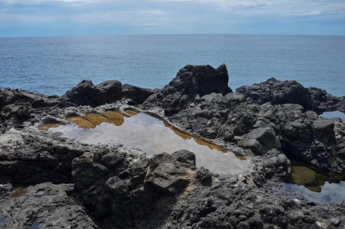 Ternak jangkrik di Tapak Tuan, Aceh Selatan