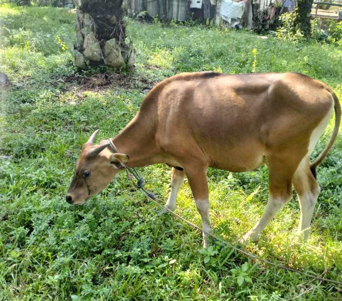 Ternak maggot di Seluma Timur, Seluma