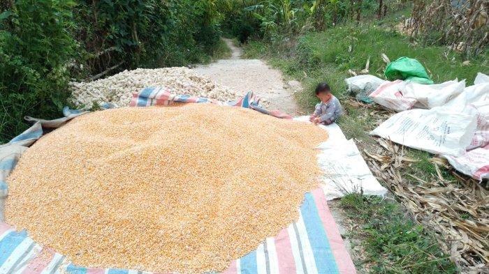 Jual Jangkrik Ternak 1 Kg di Seller DENTA PET SHOP - Kalibata, Kota ...