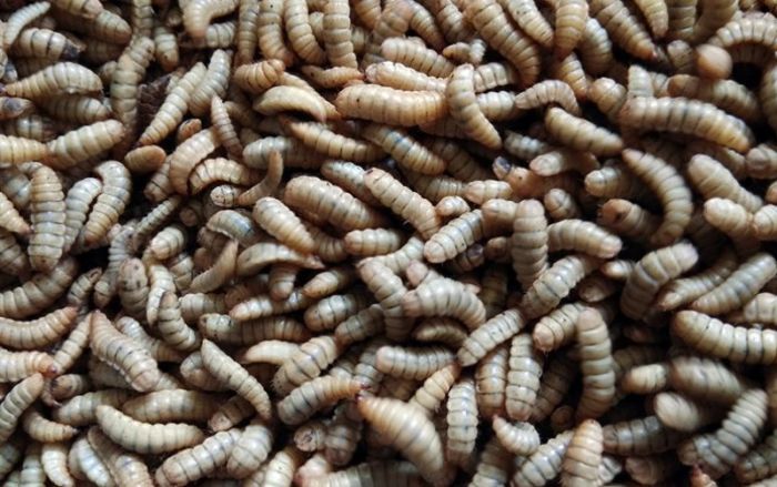 Cara Ternak Maggot Media Kohe Ayam Dengan Mudah, Ini Penjelasannya!