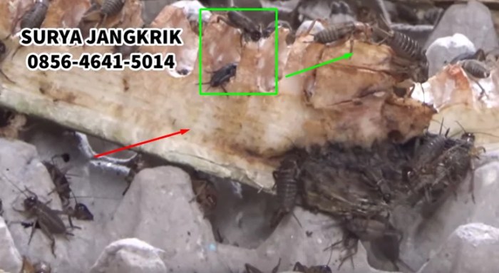 AYAM GORENG ALA KENTUCKY DI ULEE KARENG KOTA BANDA ACEH - YouTube