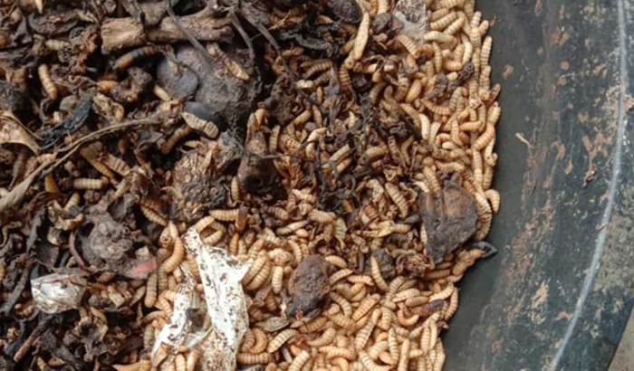 Cara Budidaya Maggot BSF Untuk Pemula Di Rumah Tanpa Bau