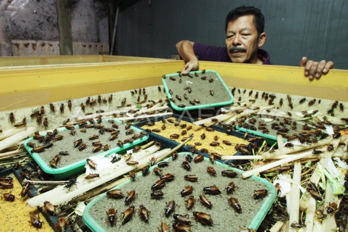 Ternak jangkrik di Peusangan, Bireuen