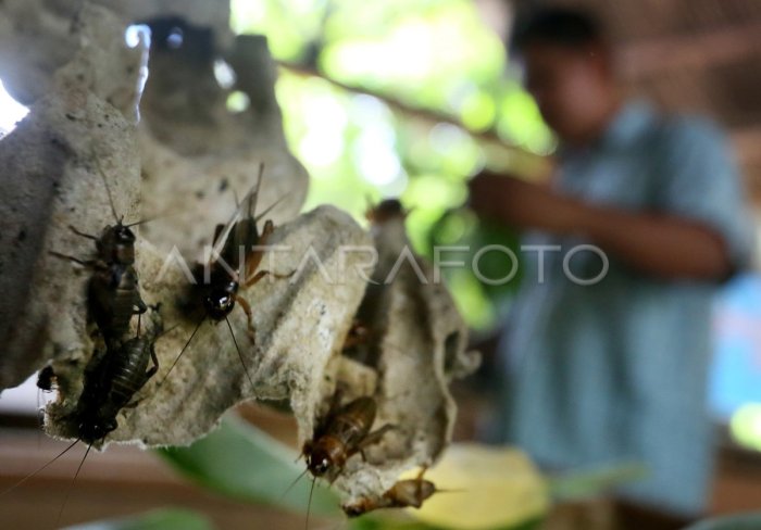 Ternak jangkrik di Atu Lintang, Aceh Tengah