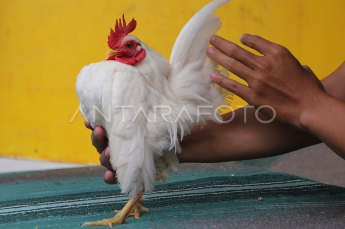 Ayam arab di Seluma Barat, Seluma