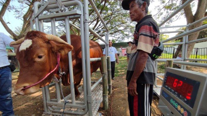 Ternak di Darul Kamal Aceh Besar
