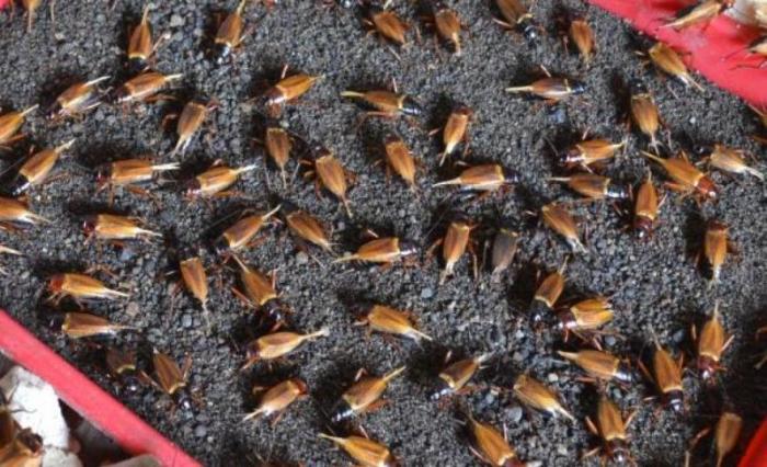 Ternak jangkrik di Ulee Kareng, Kota Banda Aceh