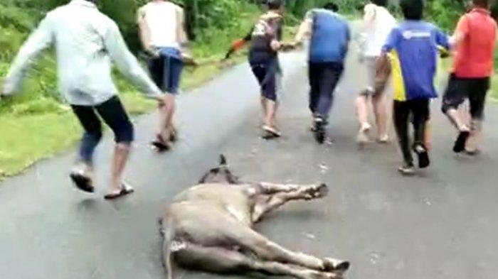 Kadis Perkebunan dan Peternakan Simeulue: Bangkai Ternak Diserang ...