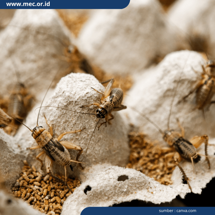 Ternak Jangkrik