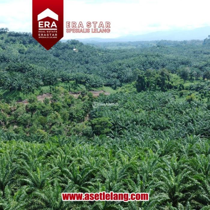 Dijual Tanah Kebun Kelapa Sawit Sangat Luas SHM Lungkang Kule, Kinal di ... Ayam arab di Lungkang Kule, Kaur