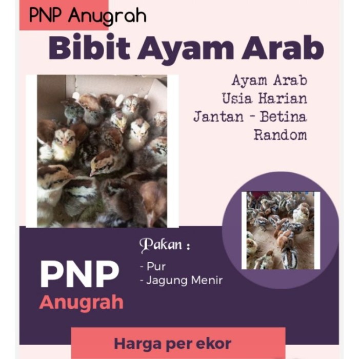 Almaz Fried Chicken, Ayam Goreng Saudi No 1 di Indonesia - INFOBRAND.ID Ayam arab di Way Serdang, Mesuji