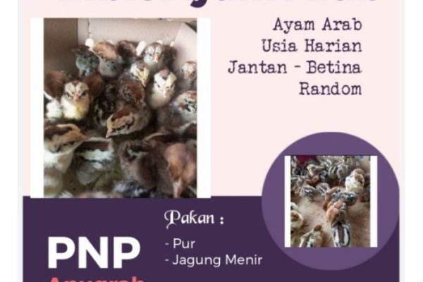 Ayam arab di Balik Bukit, Lampung Barat