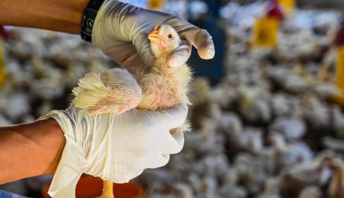 Pemeriksaan Kesehatan Unggas Antisipasi Flu Burung di Aceh Besar - Foto ...