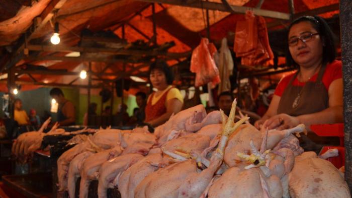 Anizam agrofarm: Ayam Arab Si Penelur Dari Zaman Kuno Ayam arab di Pino Raya, Bengkulu Selatan
