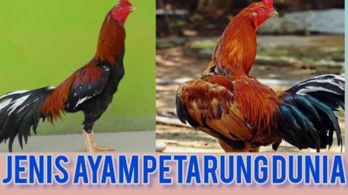 Ribuan Ayam Kampung Berhamburan di Desa Penago Baru Ayam arab di Punduh Pidada, Pesawaran
