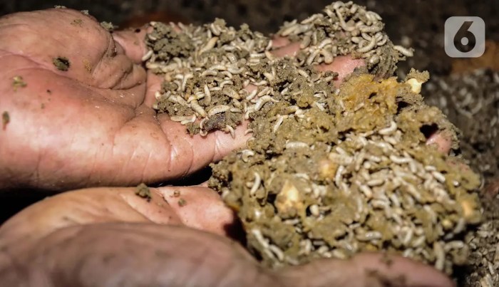 Budidaya Maggot Memanfaatkan Sampah Organik sebagai Alternatif Pakan ... Ternak maggot di Hutan, Bengkulu Utara