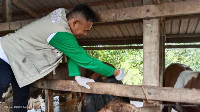 Antisipasi PMK, 60 Ekor Ternak di Blang Bintang Divaksin – habanusantara Antisipasi PMK, 60 Ekor Ternak di Blang Bintang Divaksin – habanusantara
