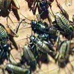 Beternak Jangkrik yang Menguntungkan - News Liputan6.com