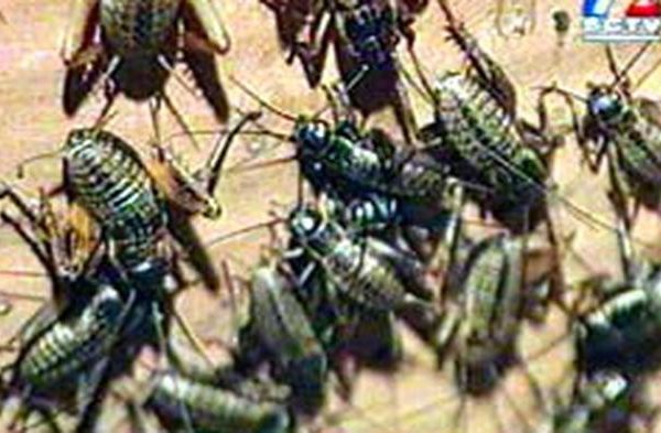 Beternak Jangkrik yang Menguntungkan - News Liputan6.com