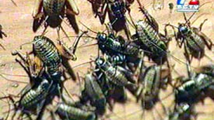 Ternak jangkrik di Lawe Sumur, Aceh Tenggara