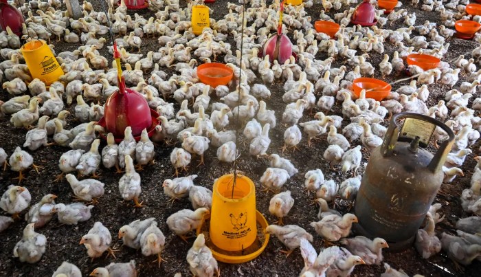 Peternakan ayam kampung di Darul Imarah, Aceh Besar