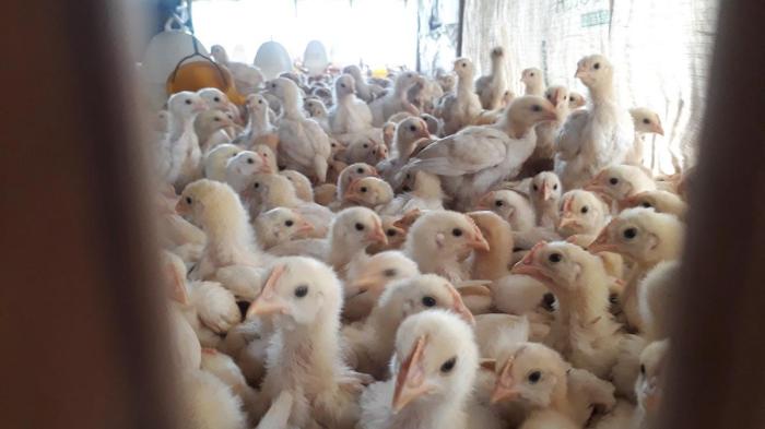 Peternakan ayam kampung di Cipari, Cilacap