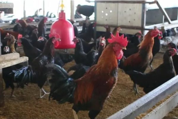 Ayam merah petelur di Lambu Kibang, Tulang Bawang Barat