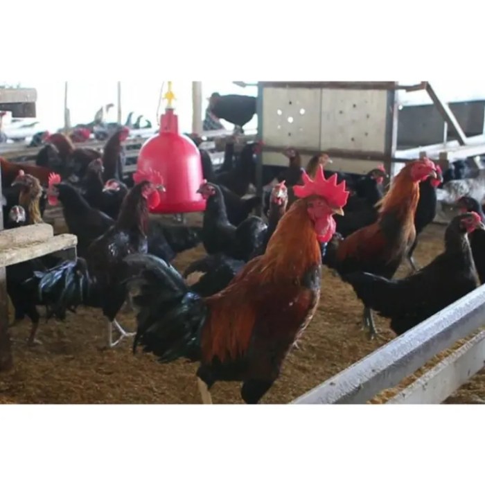 Jual Ayam merah petelur masih bertelur/usia 25-30minggu | Shopee Indonesia Ayam merah petelur di Lambu Kibang, Tulang Bawang Barat