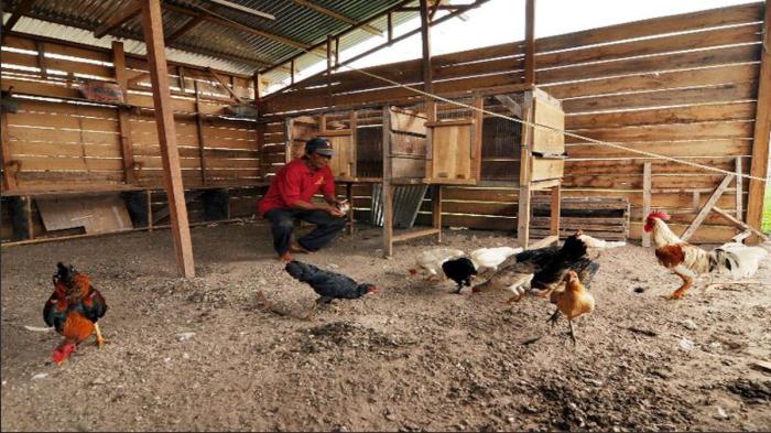 Harga ayam kampung di Indrapuri Aceh Besar