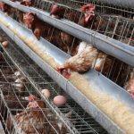 Inilah 10 Jenis Ayam Petelur Unggulan yang Membawa Untung!