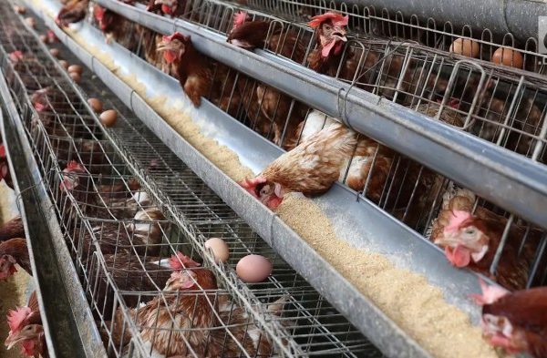 Ayam merah petelur di Merbau Mataram, Lampung Selatan