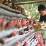 Tips Sukses Beternak Ayam Kampung dari Pakar UGM - Regional Liputan6.com