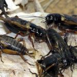 Keuntungan Ternak Jangkrik Bisa Raup Jutaan, Ini Rinciannya ...