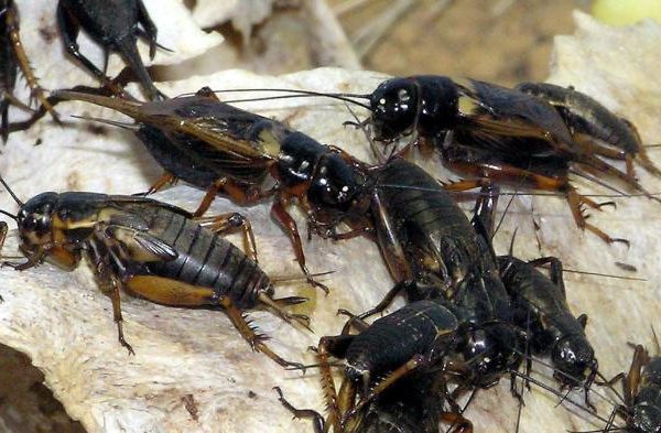 Ternak jangkrik di Mane, Pidie