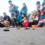 Melihat Tukik Kegirangan Melaju di Pantai Keude Panga Aceh - Regional ...