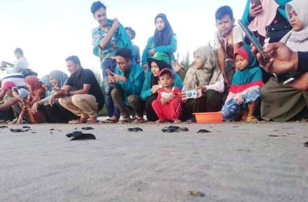 Melihat Tukik Kegirangan Melaju di Pantai Keude Panga Aceh - Regional ...