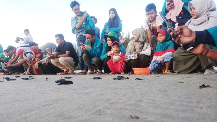 Melihat Tukik Kegirangan Melaju di Pantai Keude Panga Aceh - Regional ... Melihat Tukik Kegirangan Melaju di Pantai Keude Panga Aceh - Regional ...