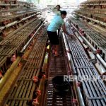 Ayam arab di Meureubo Aceh Barat