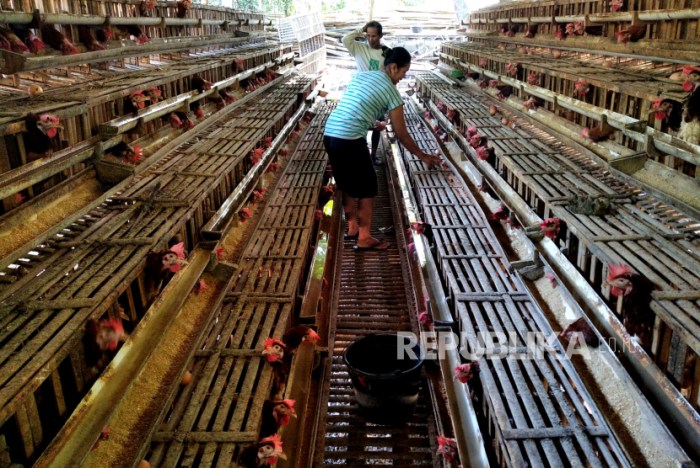 Ratusan Ayam di Aceh Barat Mati Mendadak | Republika Online Peternakan ayam kampung di Blangpidie, Aceh Barat Daya
