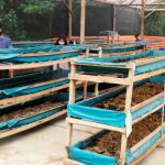 Budidaya maggot pemula di Kluet Selatan Aceh Selatan