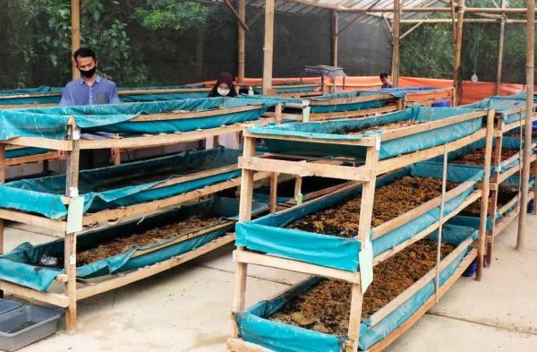 Budidaya maggot pemula di Kluet Selatan Aceh Selatan