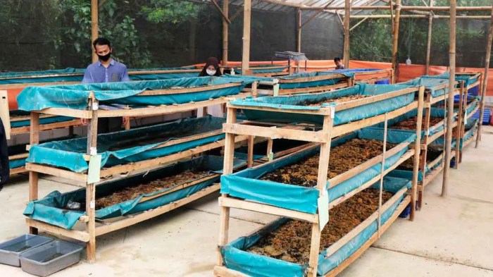 CARA BUDIDAYA MAGGOT BSF PEMULA ALA NUTRISI FARM PURWOKERTO - YouTube CARA BUDIDAYA MAGGOT BSF PEMULA ALA NUTRISI FARM PURWOKERTO - YouTube