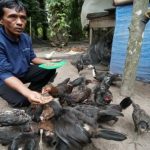 Beternak ayam di pekarangan rumah di Geumpang Pidie