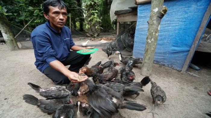 8 Cara Beternak Ayam Kampung dengan Modal Kecil, Hasil Menguntungkan ... 8 Cara Beternak Ayam Kampung dengan Modal Kecil, Hasil Menguntungkan ...