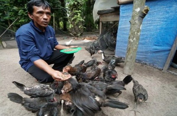 Beternak ayam di pekarangan rumah di Muara Tiga Pidie