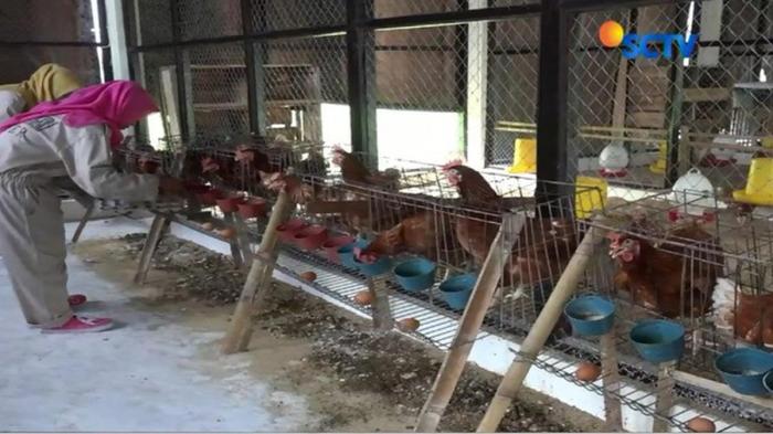 Permintaan Pasokan Tinggi, Ternak Ayam Kampung Menjanjikan Untung Permintaan Pasokan Tinggi, Ternak Ayam Kampung Menjanjikan Untung