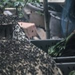 Cara Budidaya Maggot BSF - Petani Digital