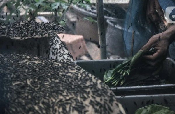 Cara Budidaya Maggot BSF - Petani Digital