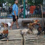 Cara Beternak Ayam Kampung Biar Cepat Besar Dan Tentu Menghasilkan